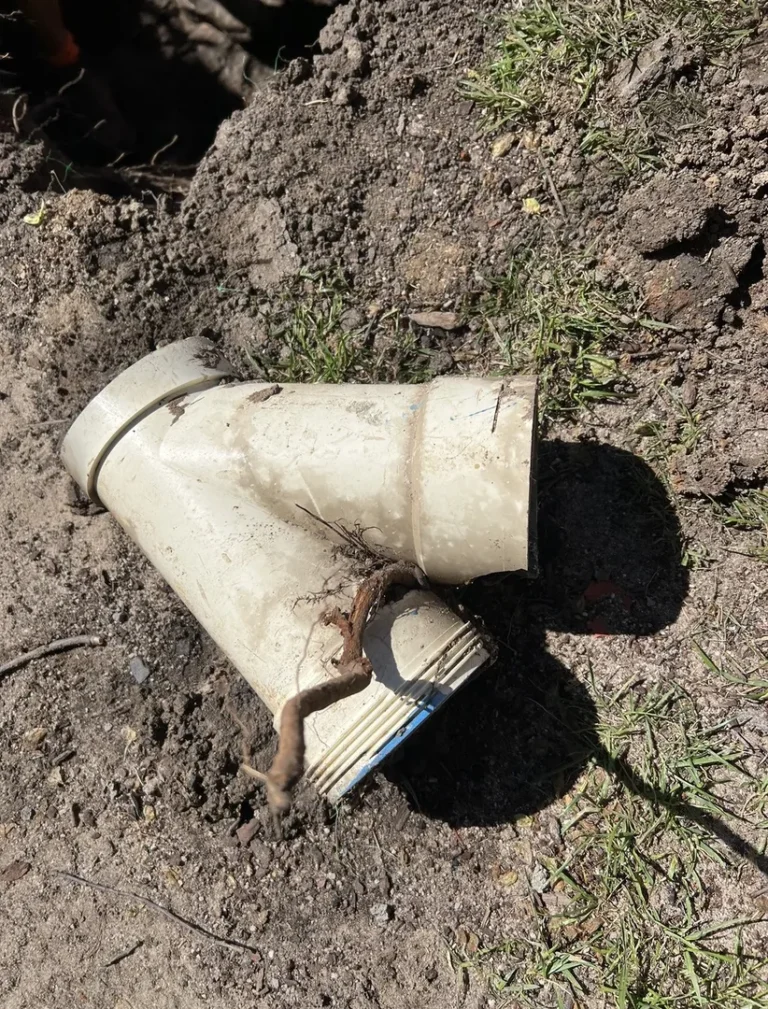 Broken underground PVC pipe with exposed roots.